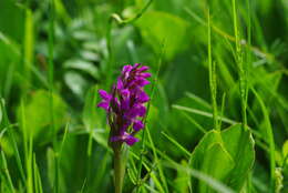 Image of Dactylorhiza majalis subsp. majalis