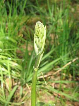 Image de Camassia cusickii S. Watson