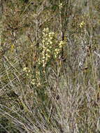 Image of Petrophile squamata R. Br.