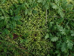 Image of lawn moss