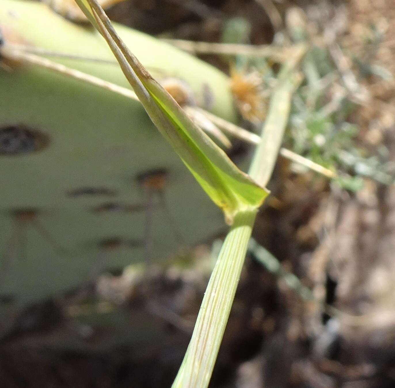 Digitaria californica (Benth.) Henrard的圖片