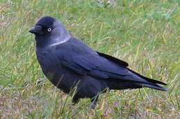 Image of Eurasian Jackdaw