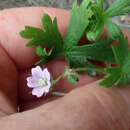 Sivun Geranium solanderi Carolin kuva