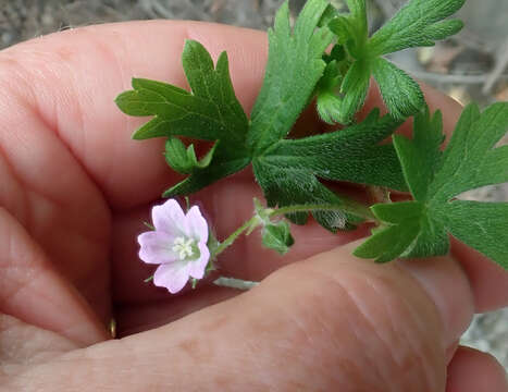 Image of Solander's geranium