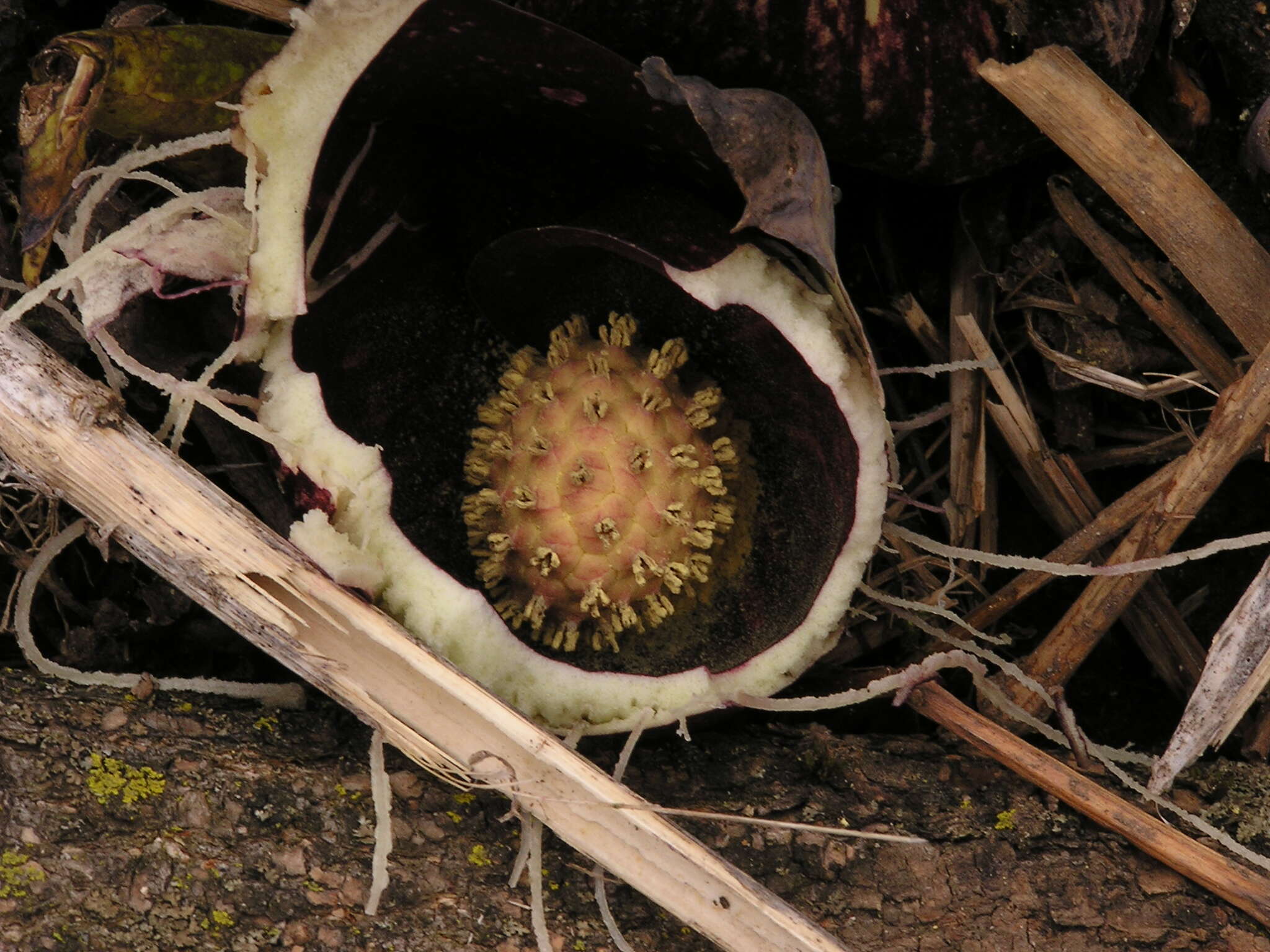 Image of Clumpfoot Cabbage