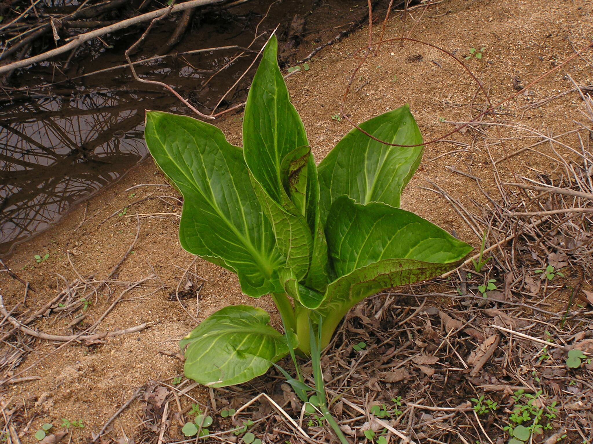 Image of Clumpfoot Cabbage