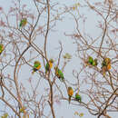 Image of Caatinga Parakeet