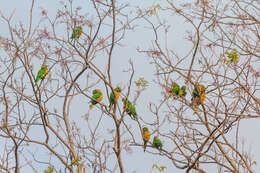 Image de Conure des cactus