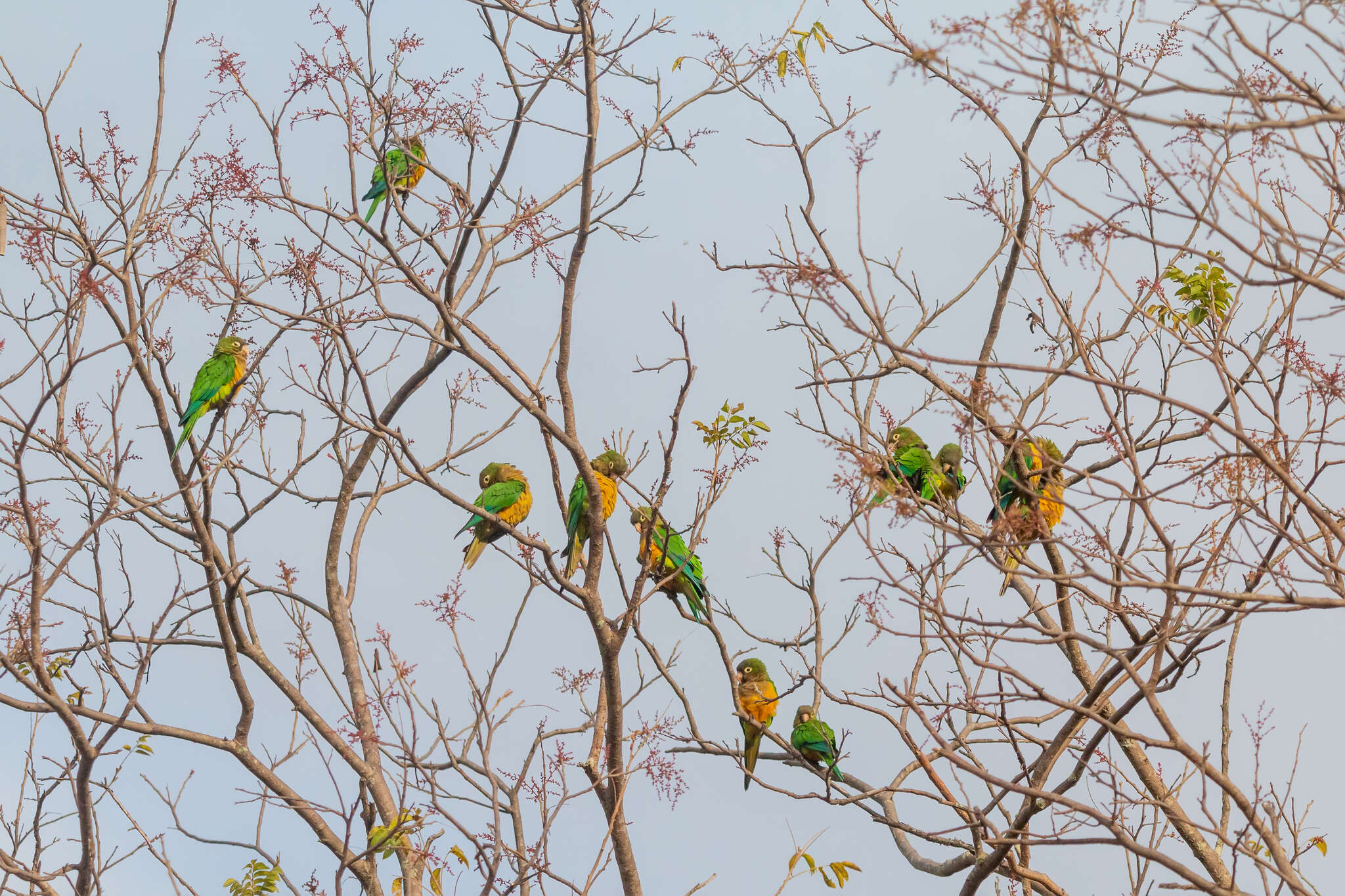 Image of Caatinga Parakeet