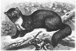 Image of European Pine Marten