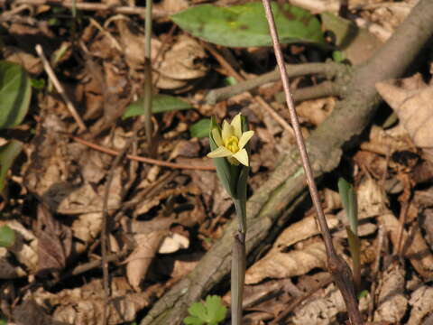 Image of bellwort