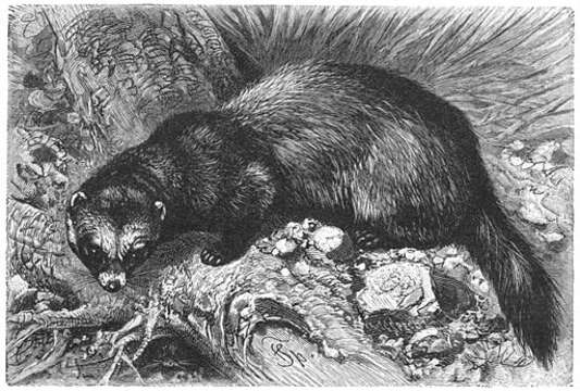 Image of western polecat, polecat