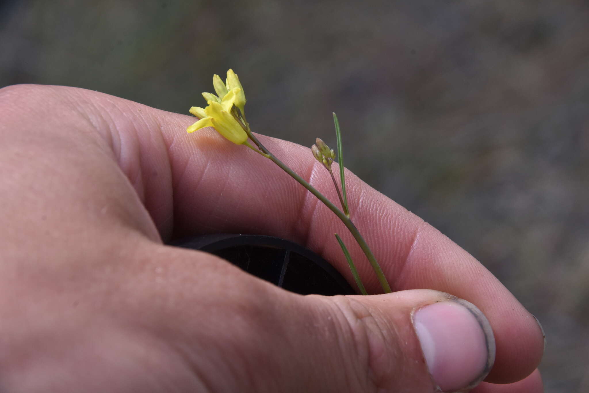 Image of flaxleaf plainsmustard