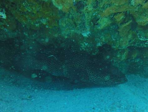 Epinephelus posteli Fourmanoir & Crosnier 1964 resmi