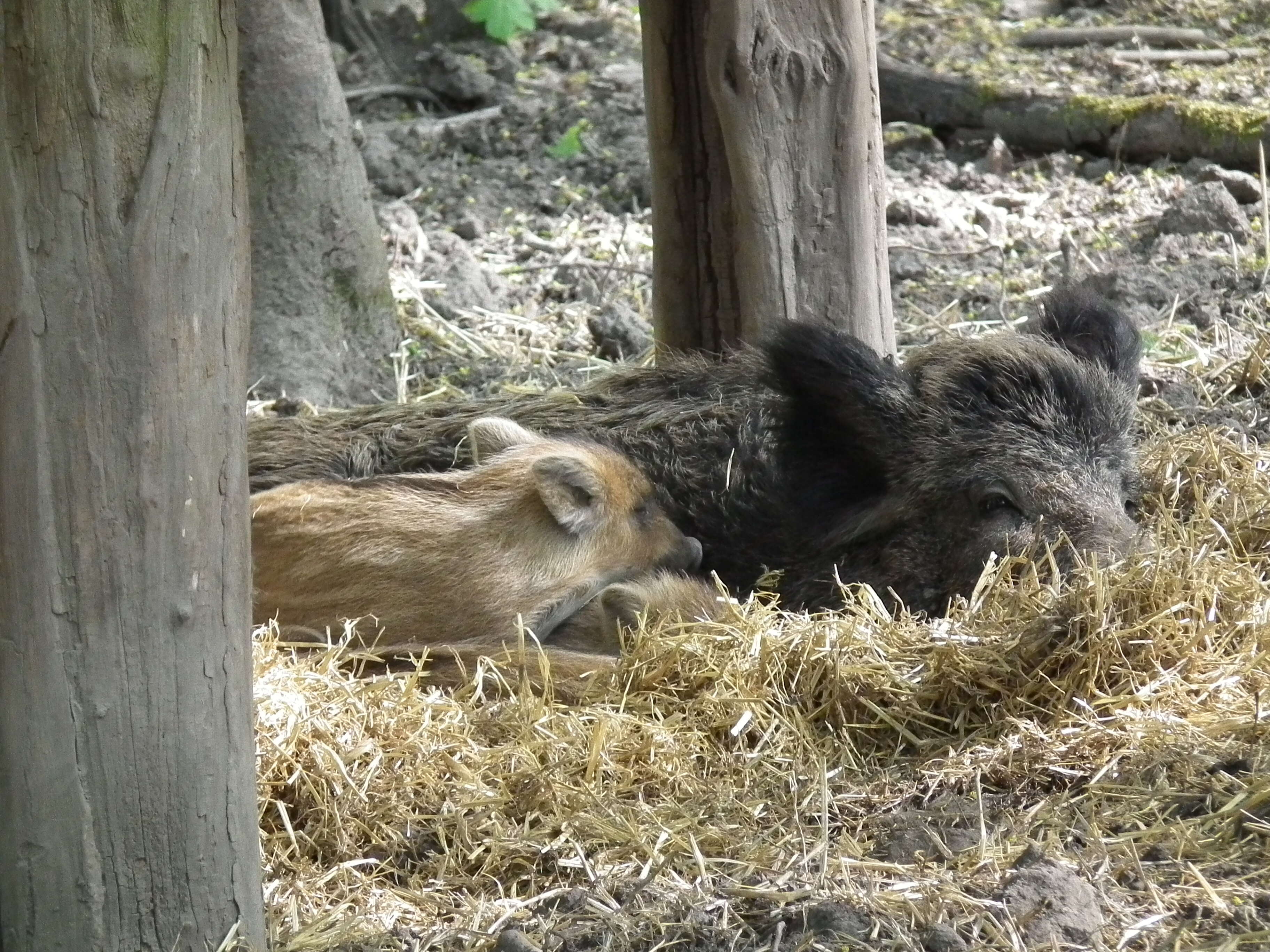 Image of Domestic Pig