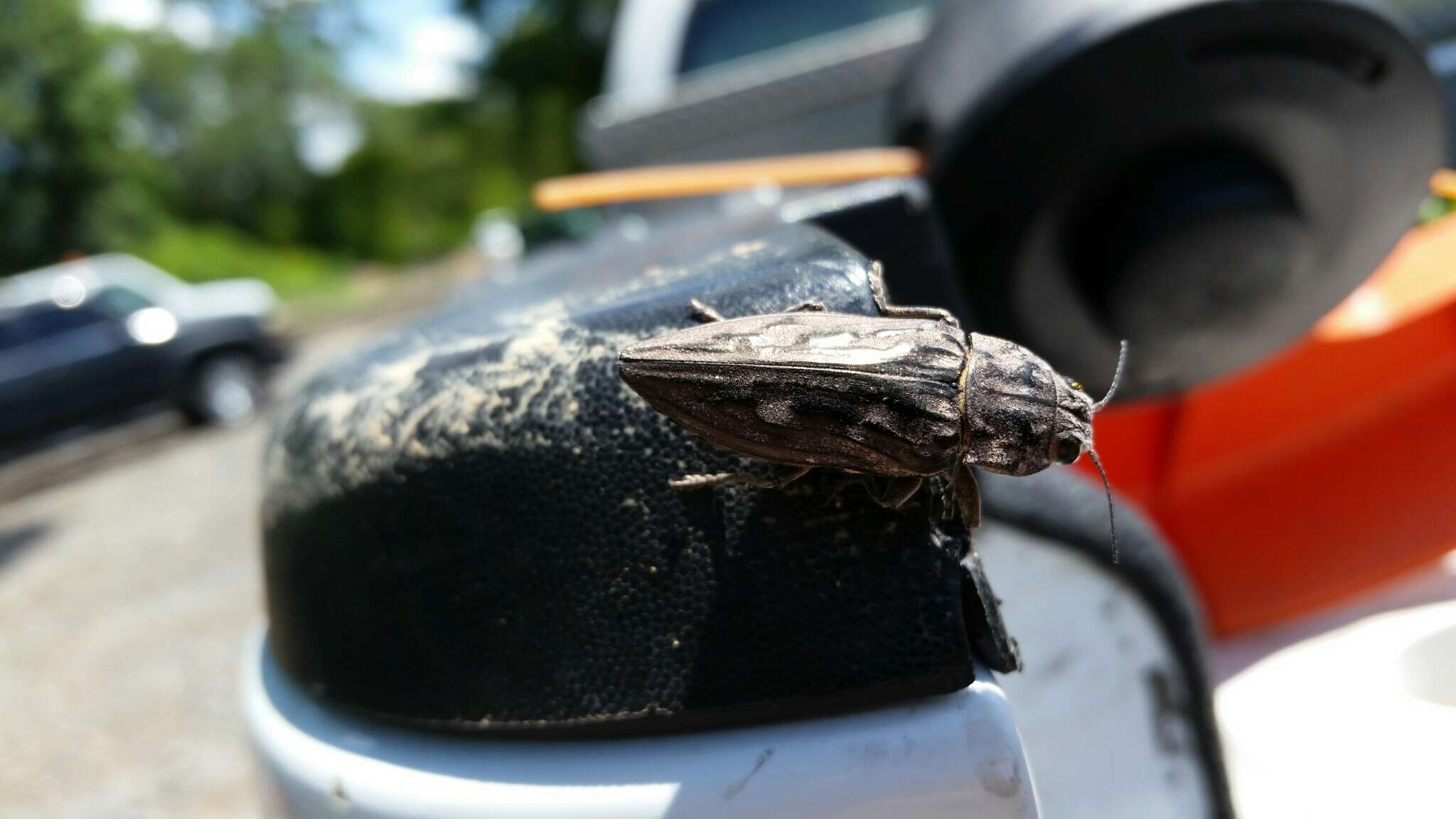 Image of Sculptured Pine Borer