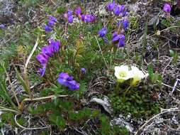 Image de Oxytropis revoluta Ledeb.