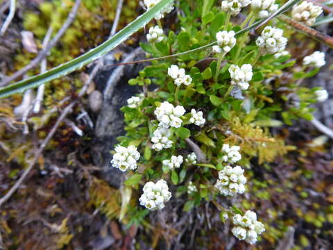 صورة Alternanthera lupulina Kunth