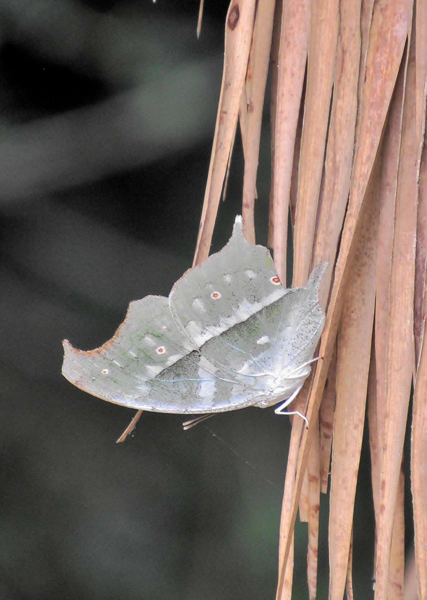 Image of Protogoniomorpha parhassus (Drury 1782)