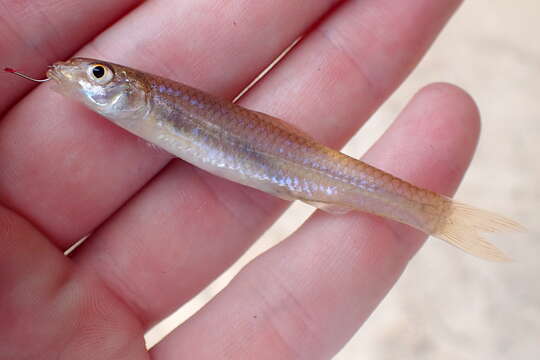 صورة Notropis longirostris (Hay 1881)