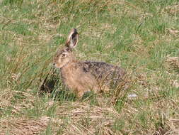 Image of brown hare, european hare