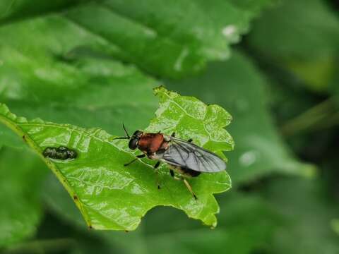 Image of Nigritomyia fulvicollis (Kertesz 1914)