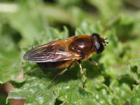 Image of Cheilosia albipila Meigen 1838