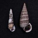 Image of girdled horn shell