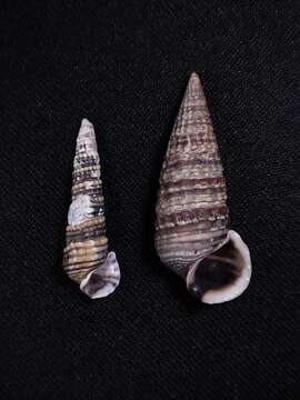 Image of girdled horn shell