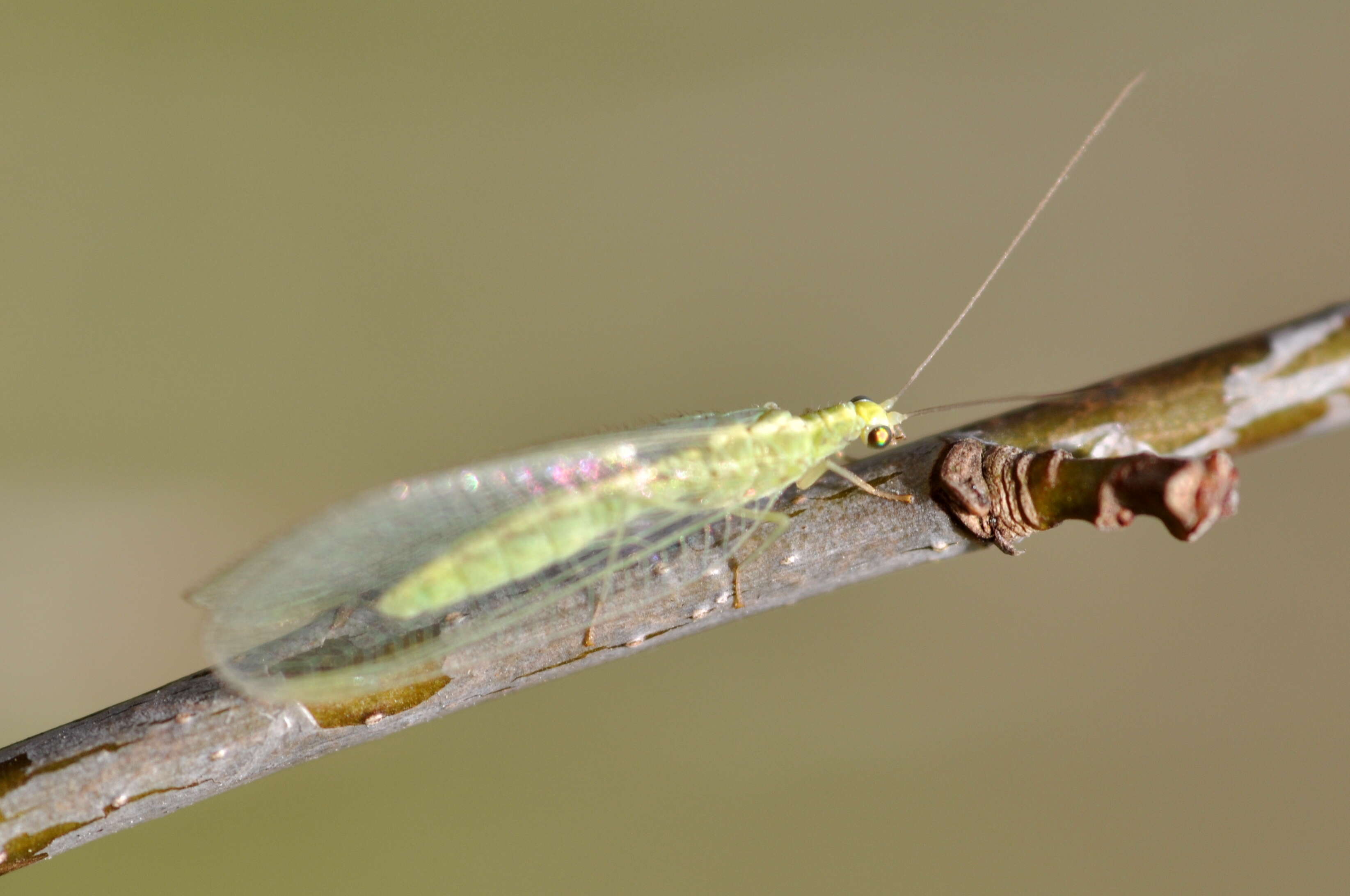 Image of Common green lacewing