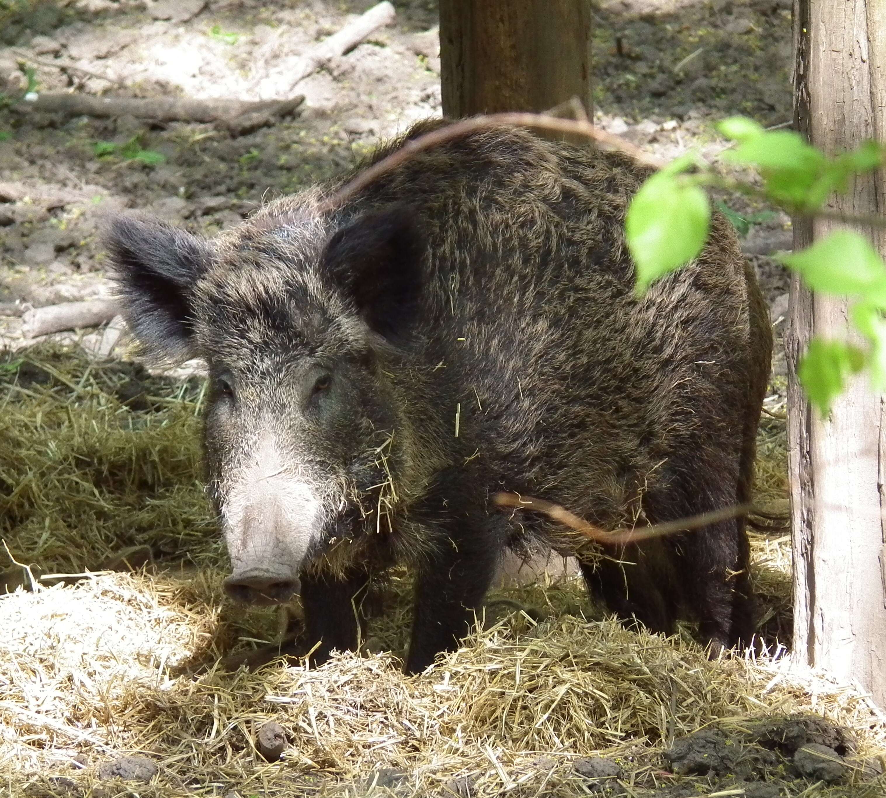 Imagem de Sus scrofa scrofa Linnaeus 1758