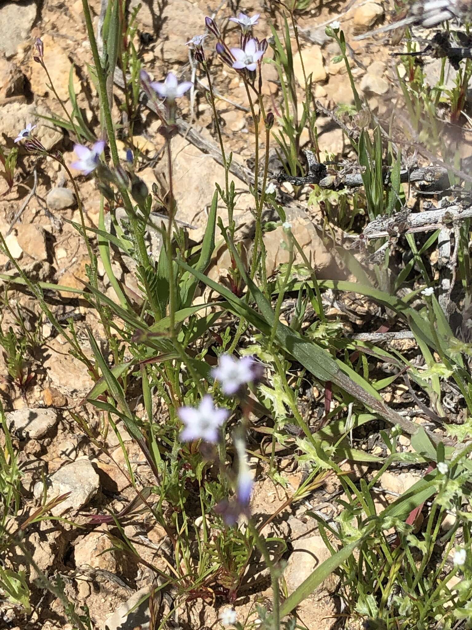 Image of transmontane gilia