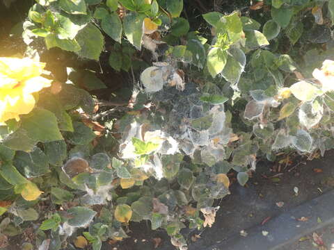 Image of Giant whitefly