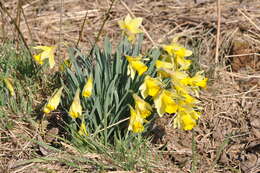 Image of daffodil