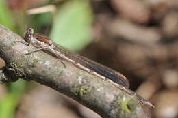 Image of Common Winter Damsel