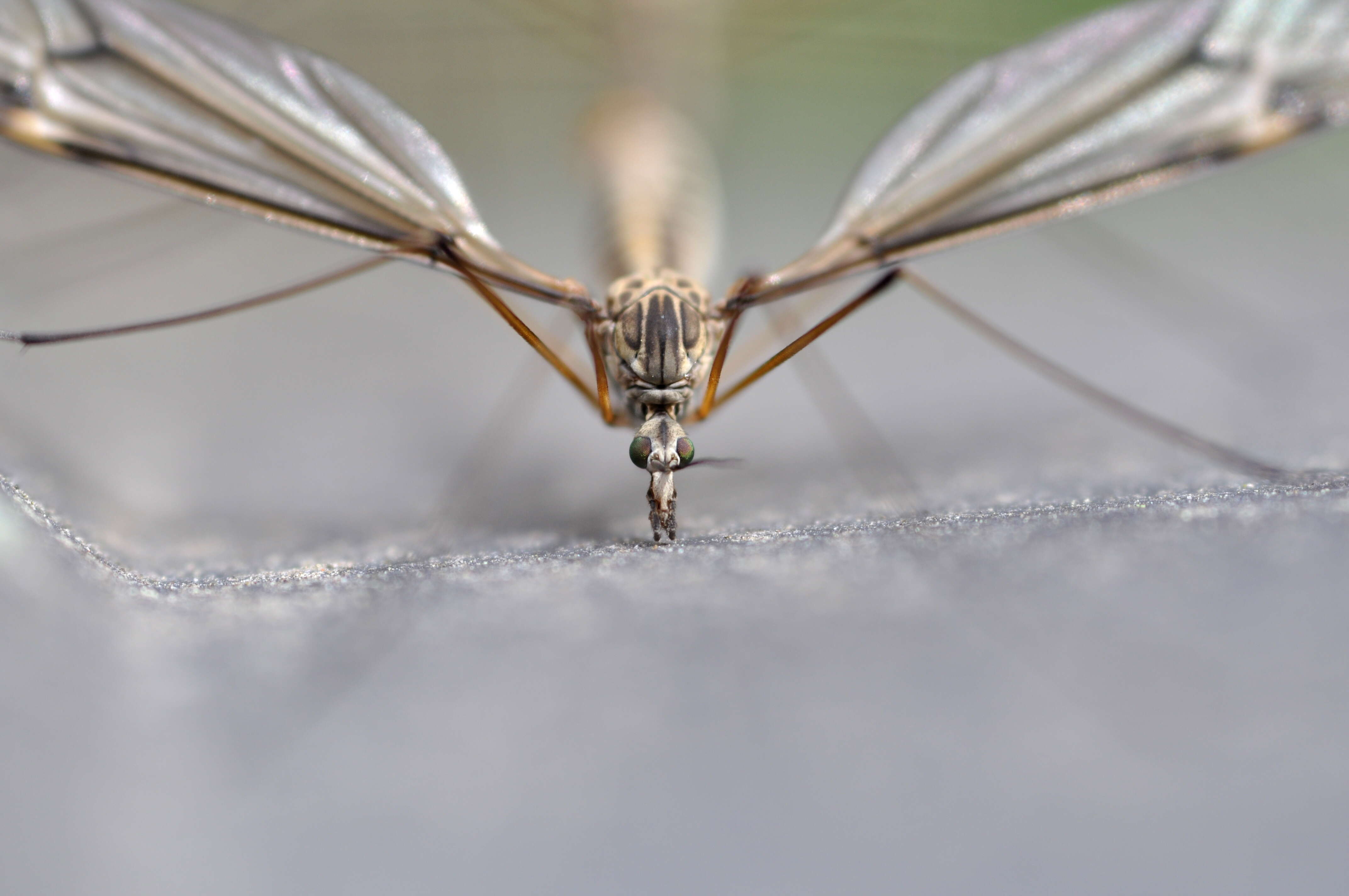 Image of Tipula (Yamatotipula) lateralis Meigen 1804