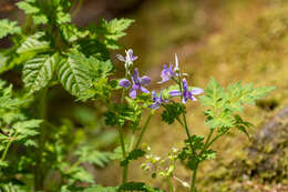 Image of Delphinium anthriscifolium Hance