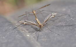 Image of Tipula (Yamatotipula) lateralis Meigen 1804