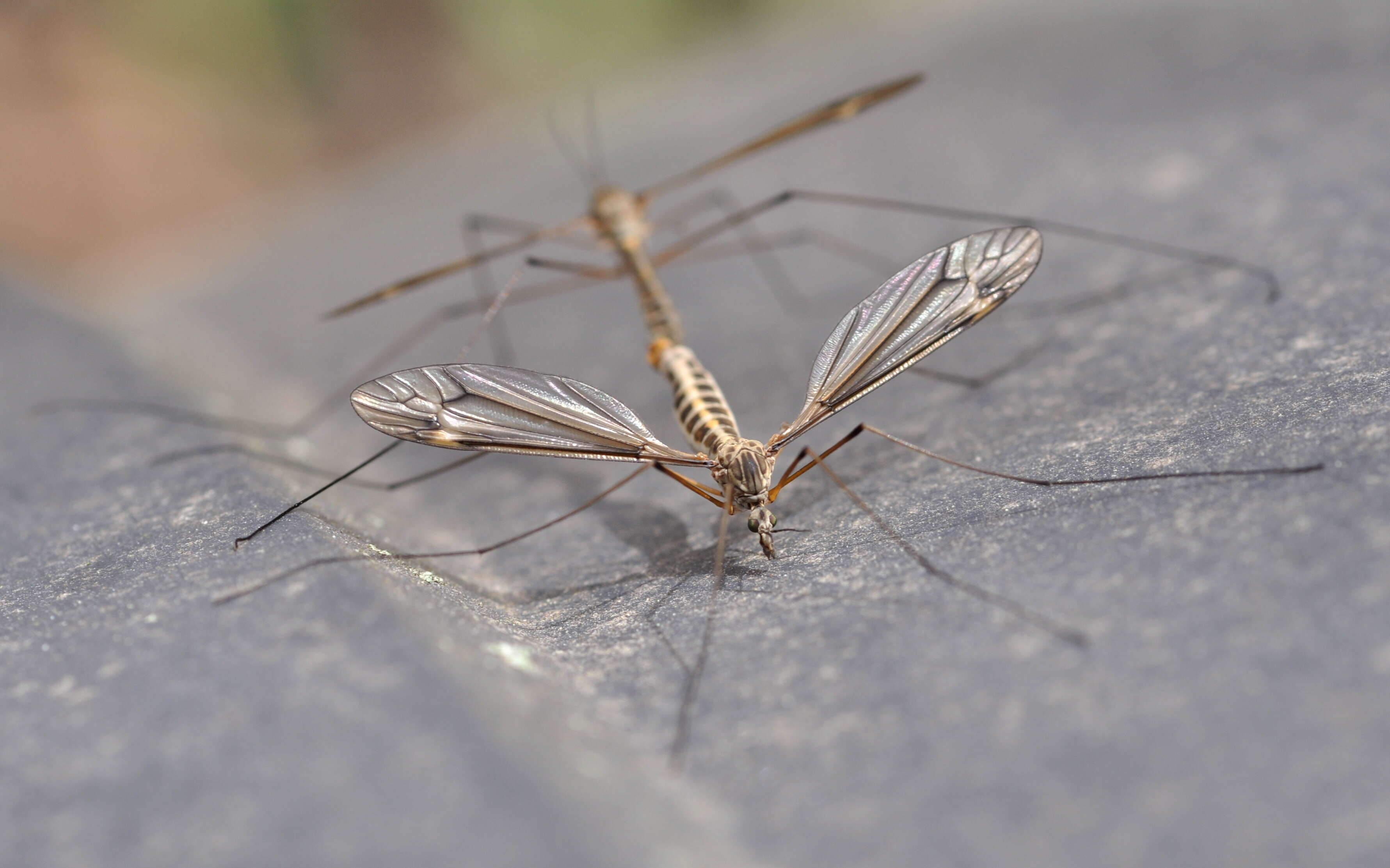 Image of Tipula (Yamatotipula) lateralis Meigen 1804