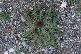 Image of Carduus nutans subsp. taygeteus (Boiss. & Heldr.) Hayek
