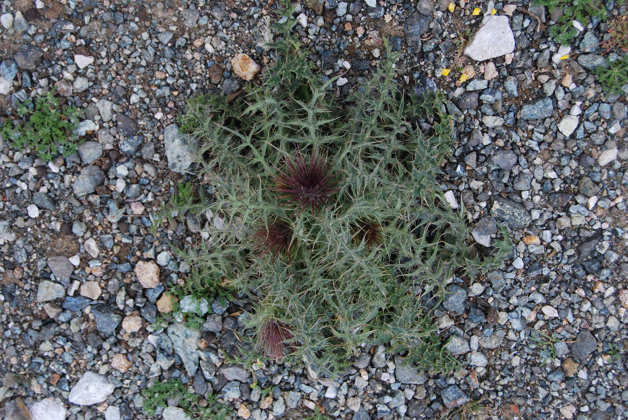 Image of Carduus nutans subsp. taygeteus (Boiss. & Heldr.) Hayek