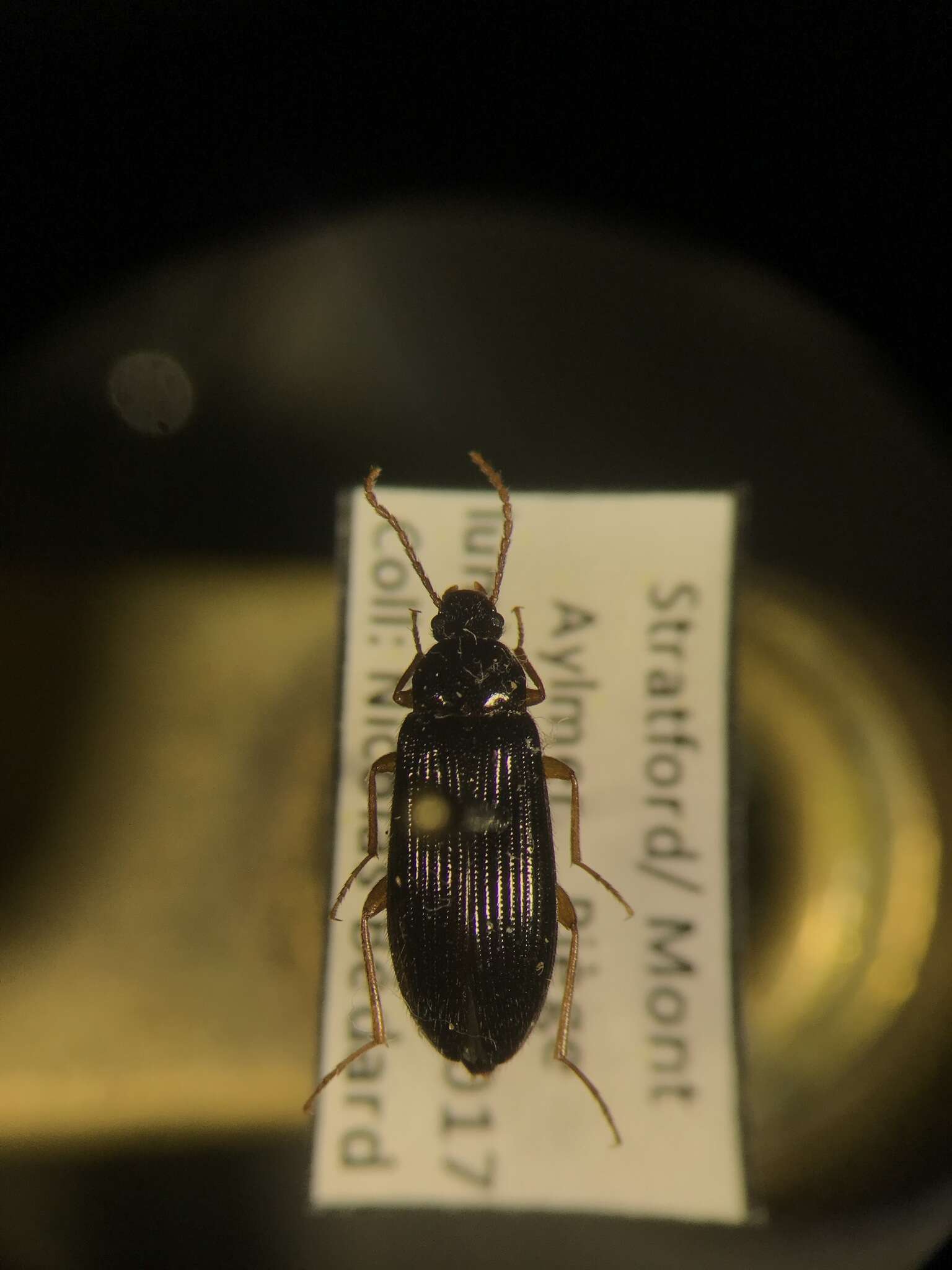 Image of Mycetochara bicolor (Couper 1865)