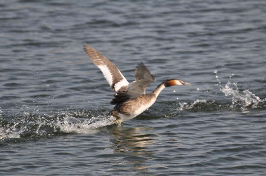 Image of Podiceps Latham 1787