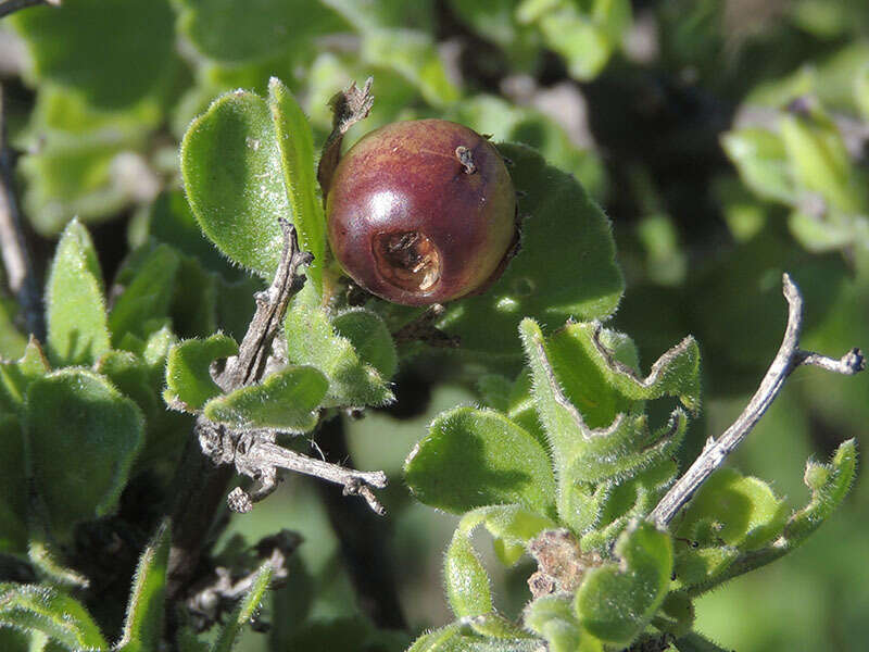 Image of Citharexylum flabellifolium S. Watson