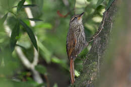 Image of Buff-browed Foliage-gleaner