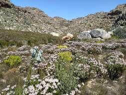 Image of Leucadendron concavum I. Williams