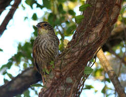 Image of Buff-browed Foliage-gleaner