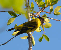 Image of Hooded Siskin