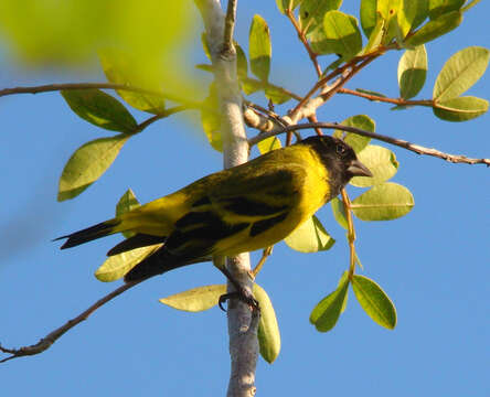 Spinus magellanicus (Vieillot 1805)的圖片