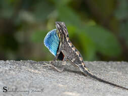 Image of superb large fan-throated lizard